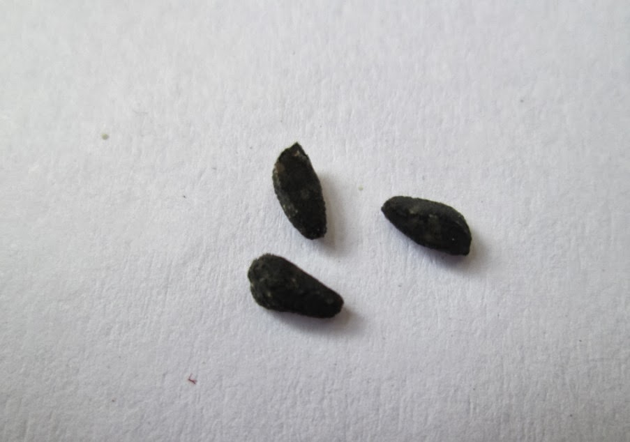 Design Green India Best Tips For Growing Cypress Vine ( Ganesh Bel