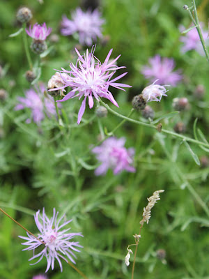 purple flowers in a field