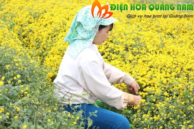 [Image: Ruc-ro-canh-dong-hoa-cuc-hut-gioi-tre-Hung-Yen-8.jpg]