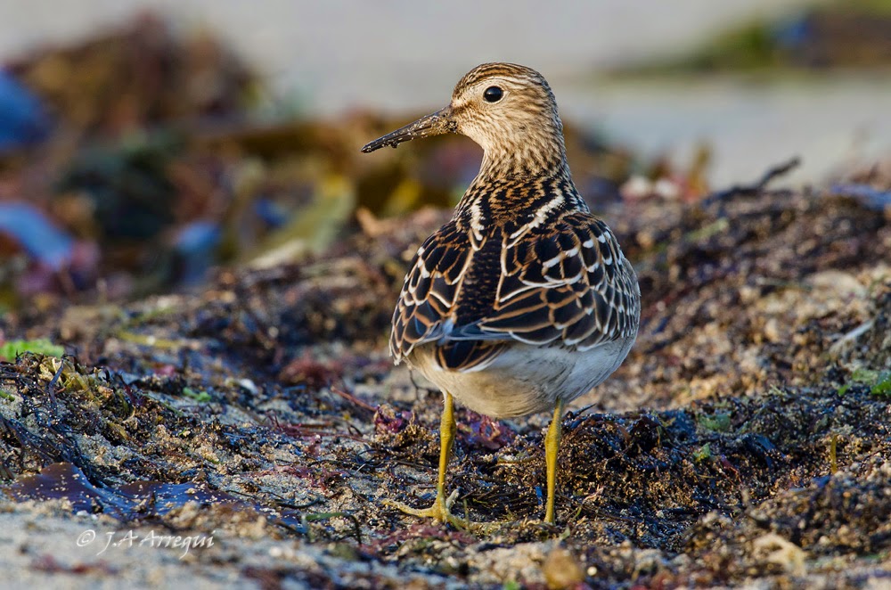 Correlimos pectoral, Calidris melanotos, Pectoral Sandpiper Correlimos pectoral, Calidris melanotos, Pectoral Sandpiper
