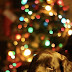 Είναι το χριστουγεννιάτικο δένδρο επικίνδυνο για τον σκύλο;