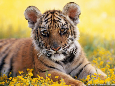Baby Tigers 