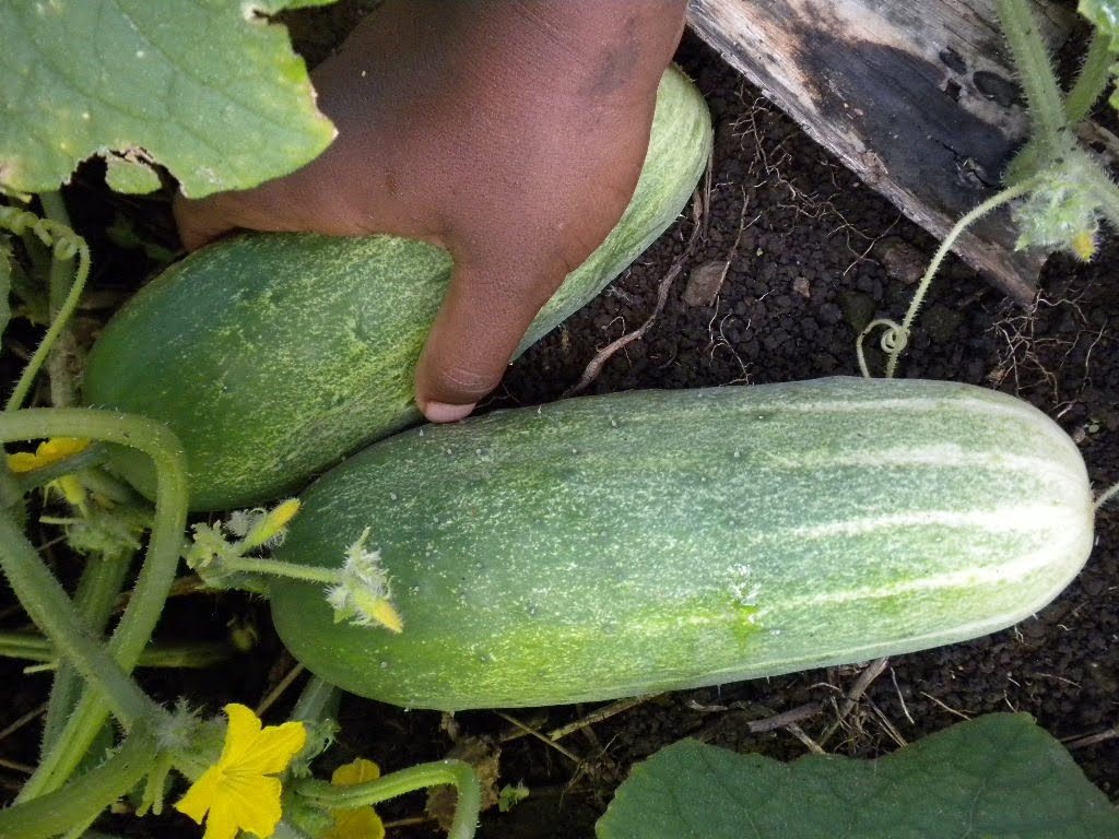 My Backyard GOD's Creation December 2011