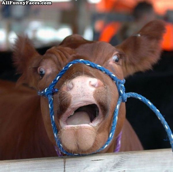 Cow | Funniest New Images-Photos | Funny And Cute Animals