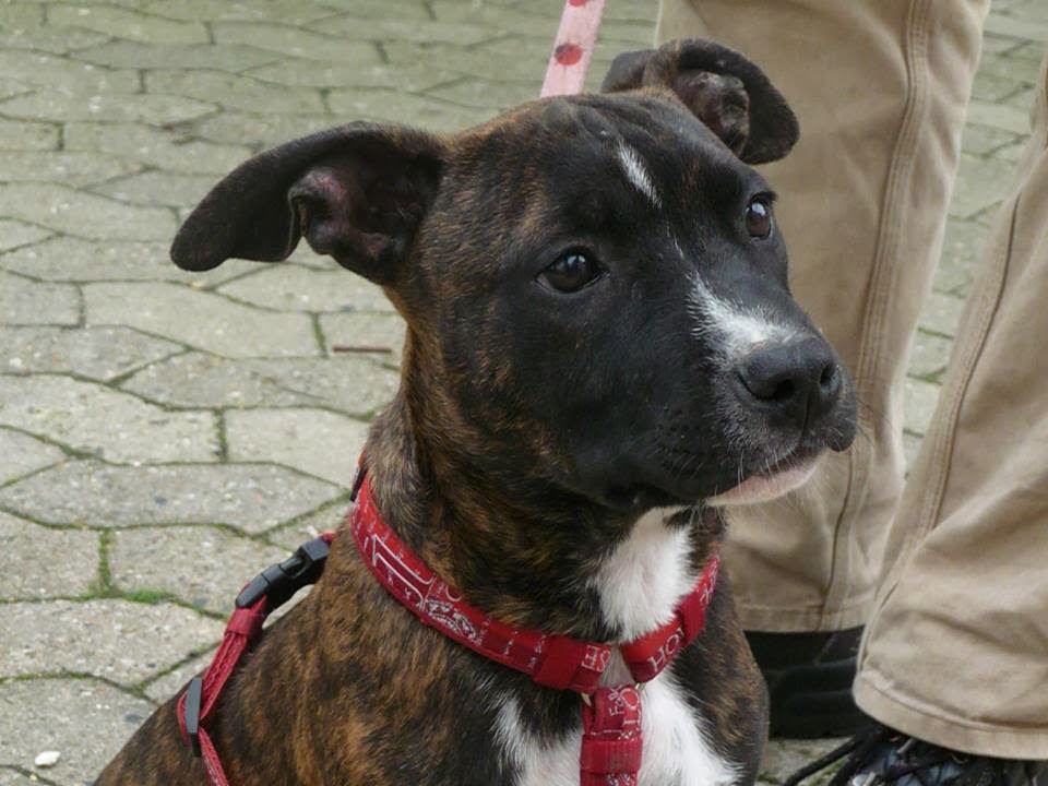 Dem Tierheim Bremerhaven wurden gestern Nacht 11 Hundewelpen gestohlen