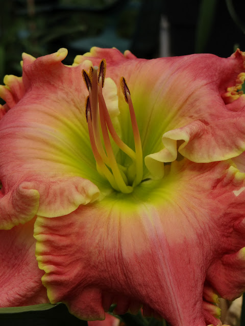 Atlanta Weekend... | Part One: Kennesaw Mountain Daylilies | a girl and