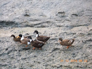 Village ducks have to be shewed away from the fishing nets