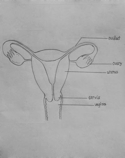 Image result for reproductive system of human female