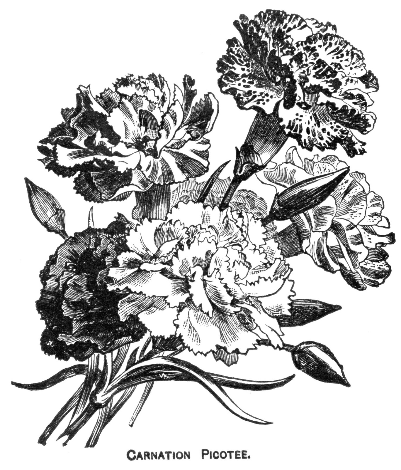 Digital Two for Tuesday Carnations