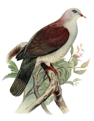 鳩 ヤマミカドバト イラスト Mountain imperial pigeon