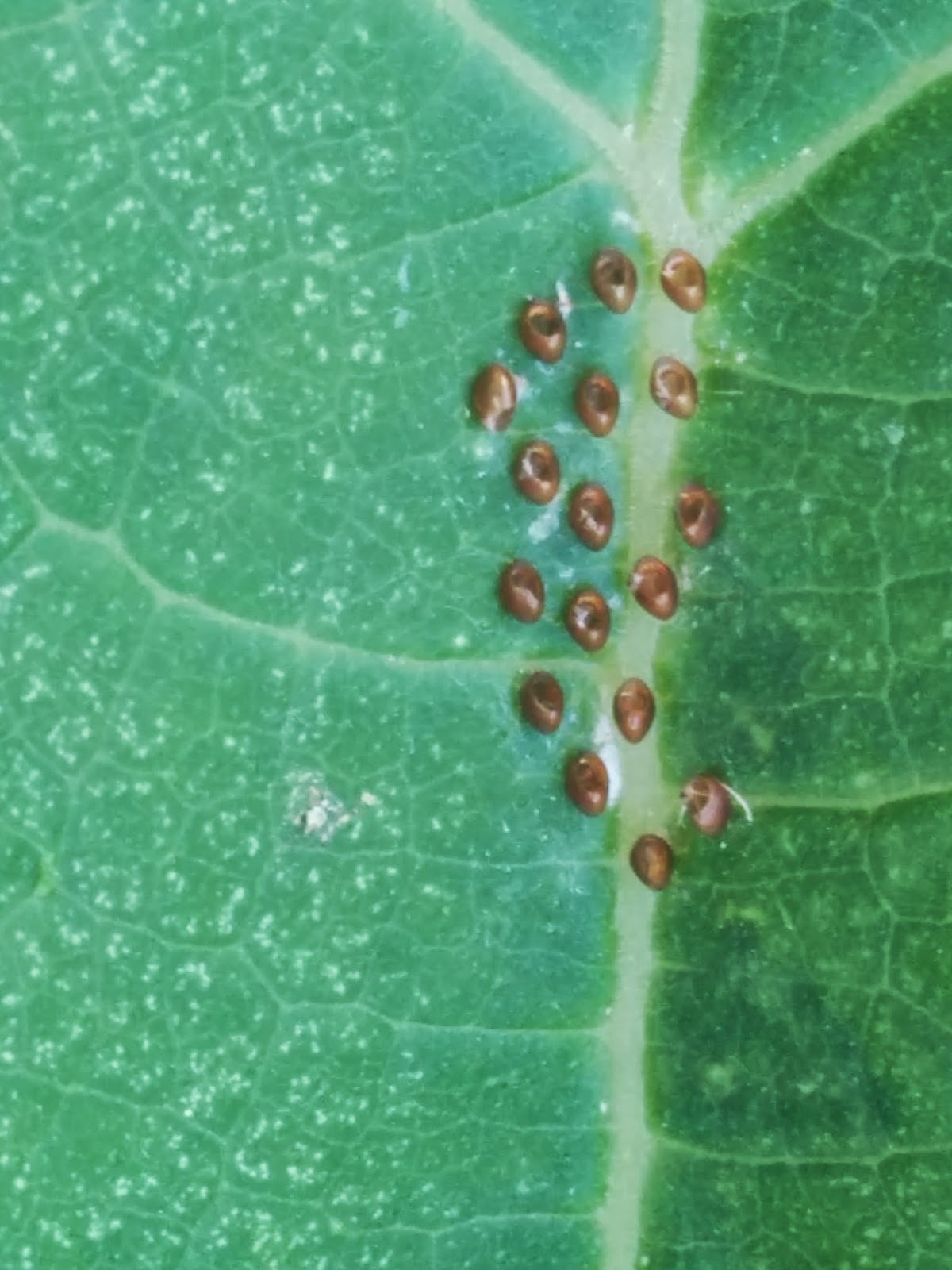 Fowlington Buzz Summer of Science The Life Cycle of a Squash Bug