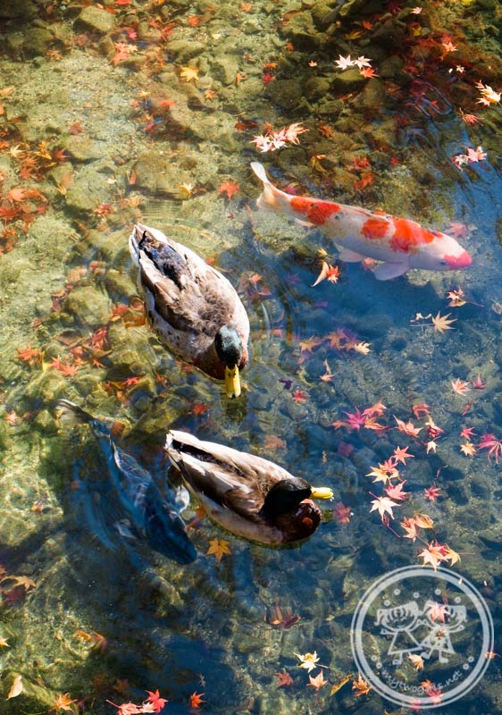 Ducks and Fish at Eikando lake