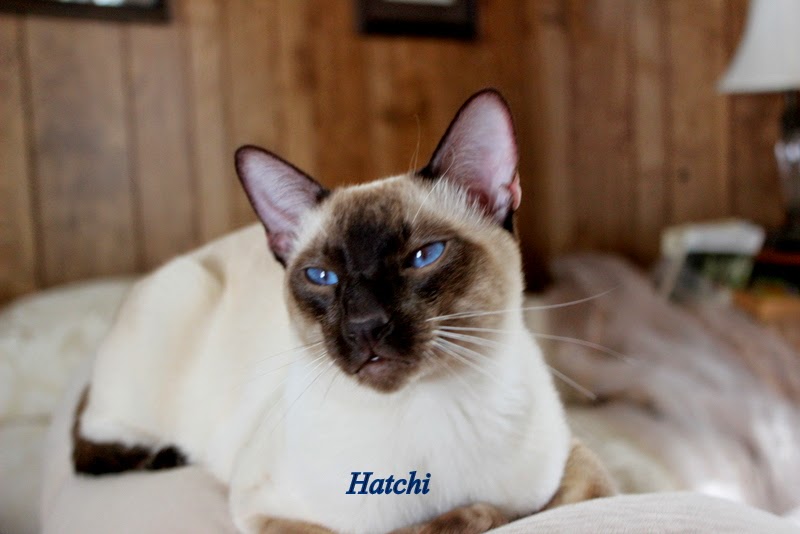 Hatchi