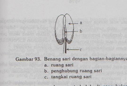 Biologi 1a Bagian Bagian Bunga2