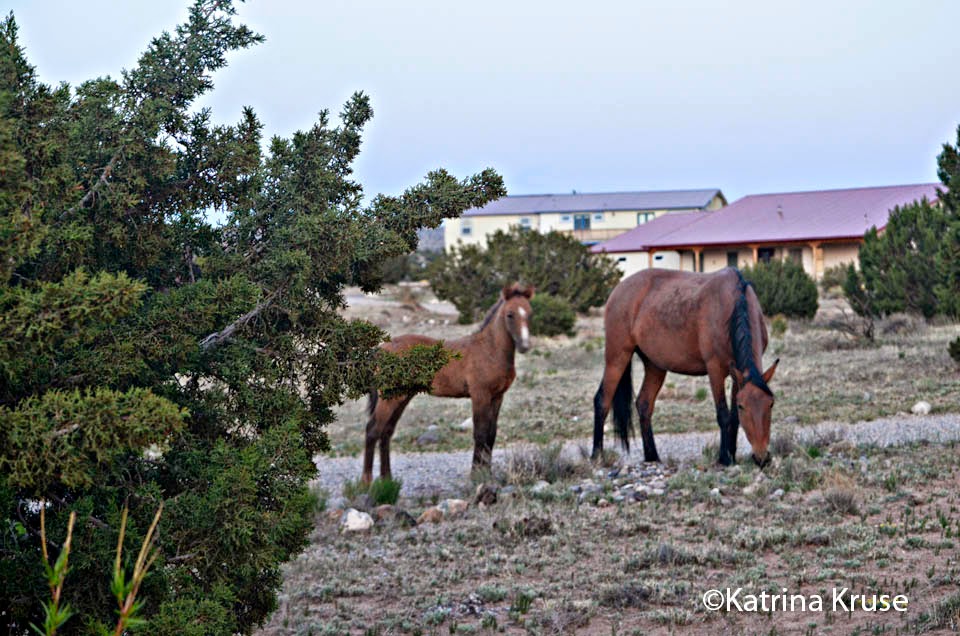The Kruse Chronicles Continue in New Mexico Wild Horses of Placitas
