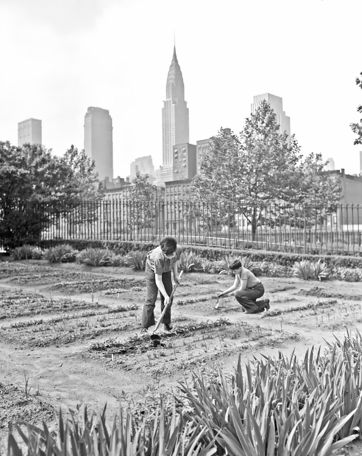History in Photos Victory Gardens