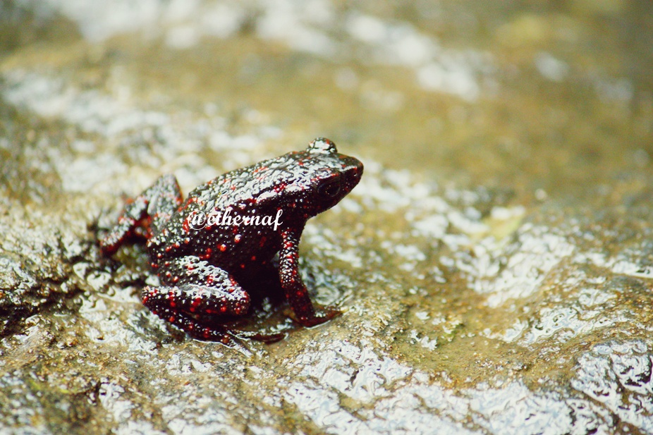 Leptophryne Cruentata