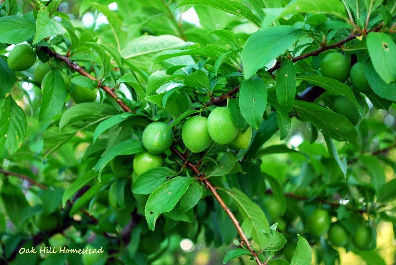 Growing Fruit Oak Hill Homestead