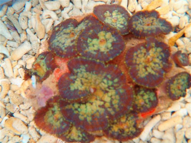 Colored Tonga blue mushroom coral