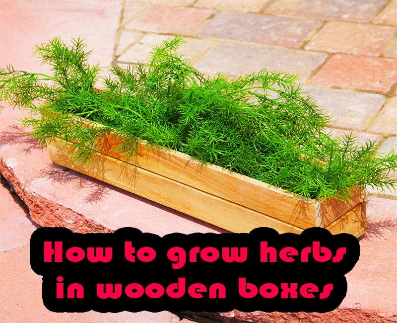 Garden and Farms How to grow herbs in wooden boxes