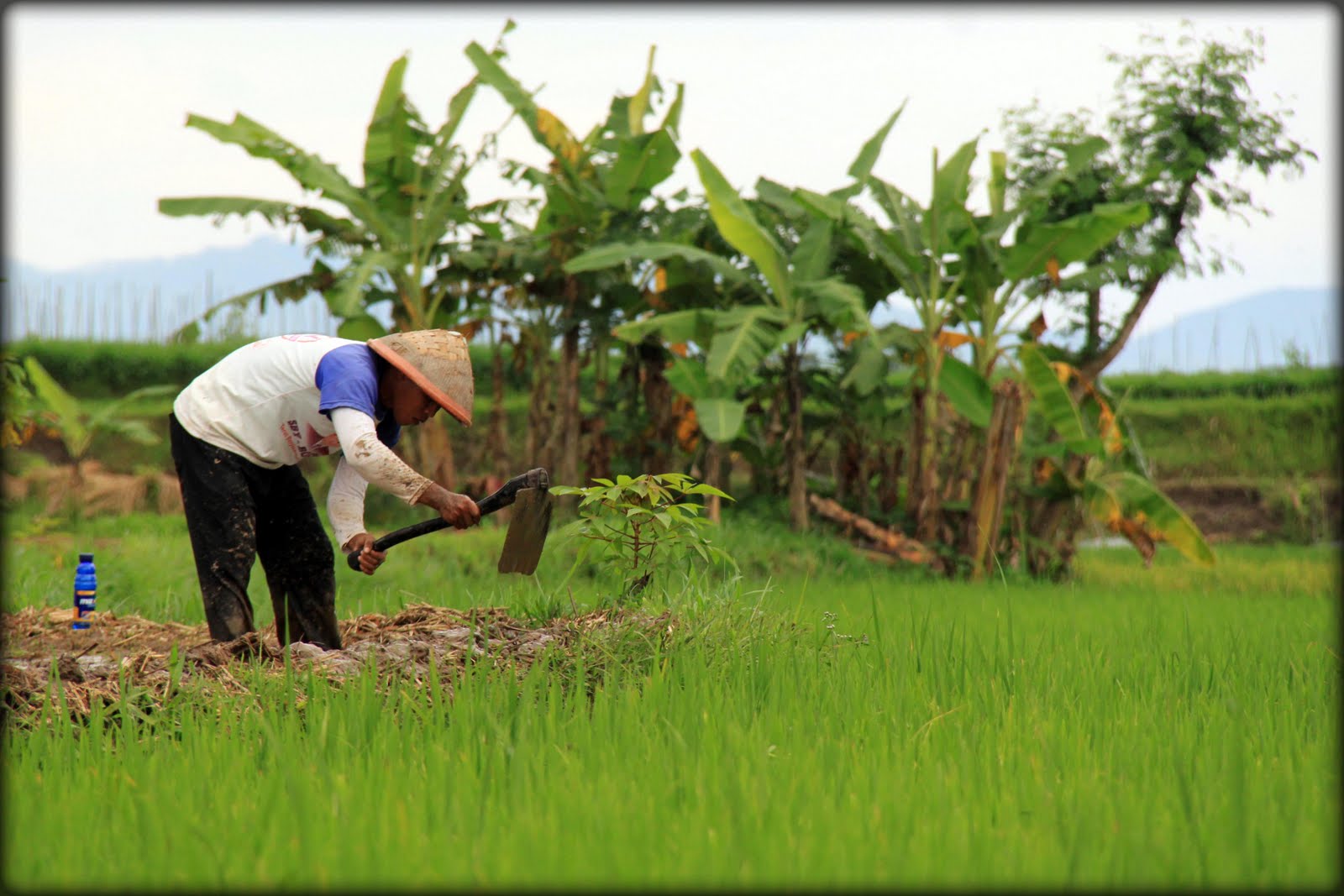 Photo: Pak Tani