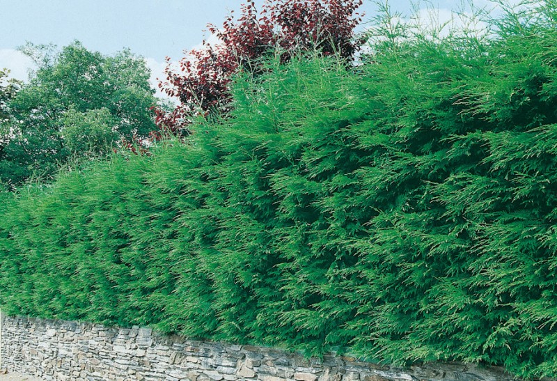 Le Douaire. Île de Vivre. Tout savoir sur le Cyprès de Leyland (Cuprocyparis leylandii), faire