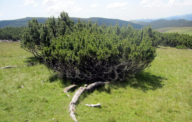 Mugo Pines (jnepeni) grown over 2000 meters altitude on Carpathian Mountains Plateau