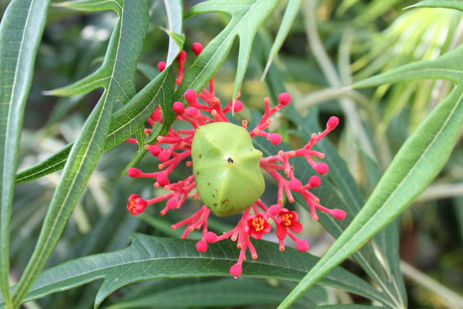 JAMAICA Exxperience JAMAICA Exxperience 38 Jamiacan Flowers 1