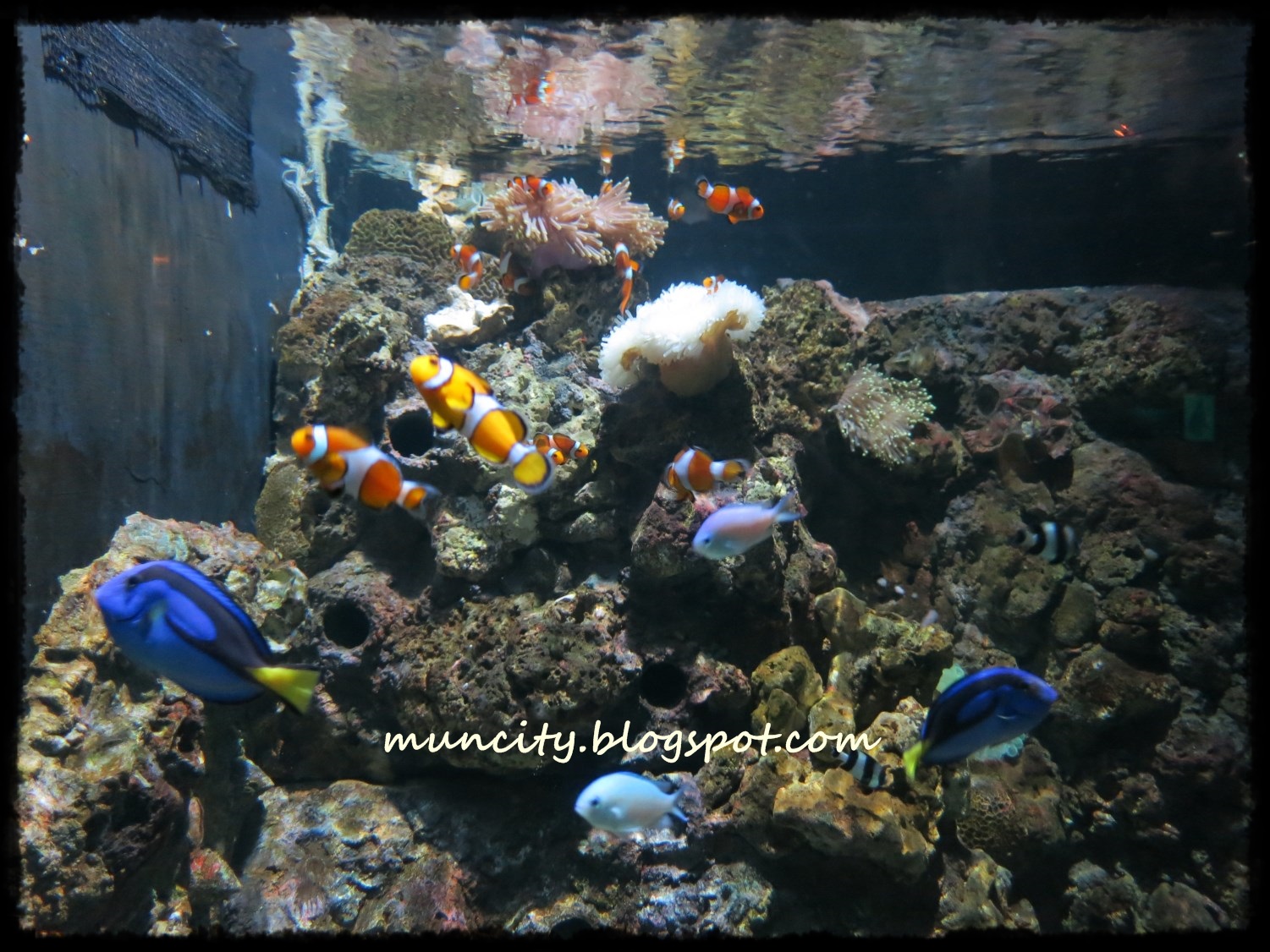 Lalalaland... Aquaria KLCC