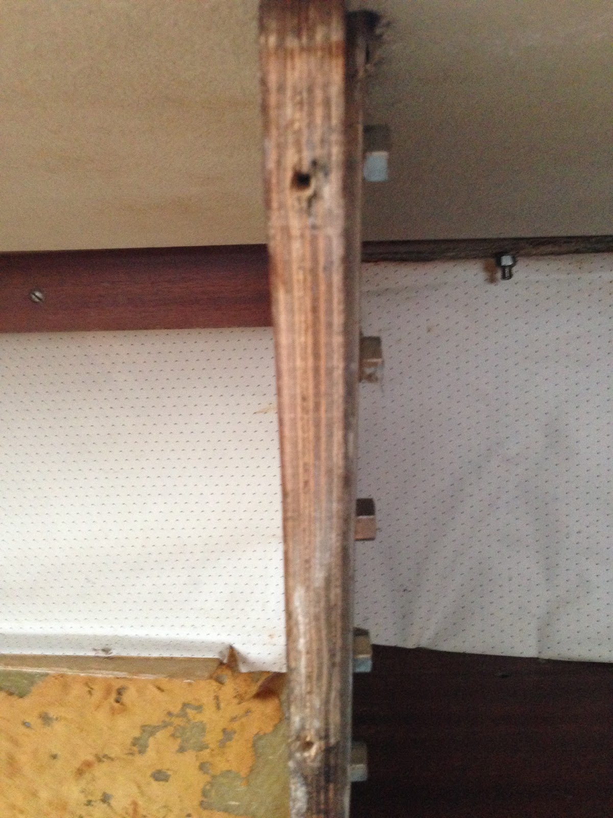 S/Y Obelix Marine Grade vs. Exterior Grade Plywood