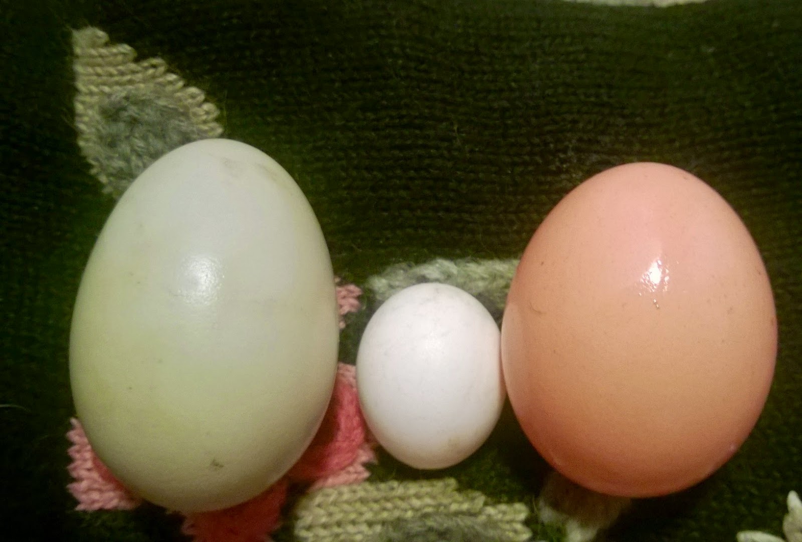 Raising Chickens Fairy Eggs