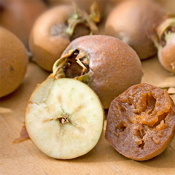 Muşmula (döngel) nedir ne demektir? Anlamı - Laf Sözlük