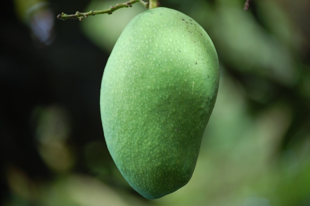 live harga saham indonesia Tren ara saham perdana, saham bundamedik (bmhs) melejit 24,71 persen