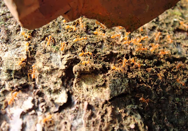 swarm of orange ants