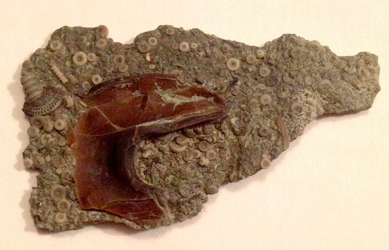 Louisville Fossils and Beyond Isotelus Trilobite Hypostome Fossil