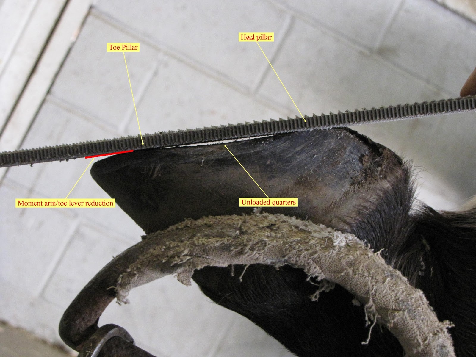 Innovative Equine Podiatry Barefoot Trimming and Management