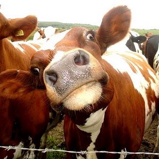 Latest Funny Pictures: Funny Cow Picture And Wallpapers