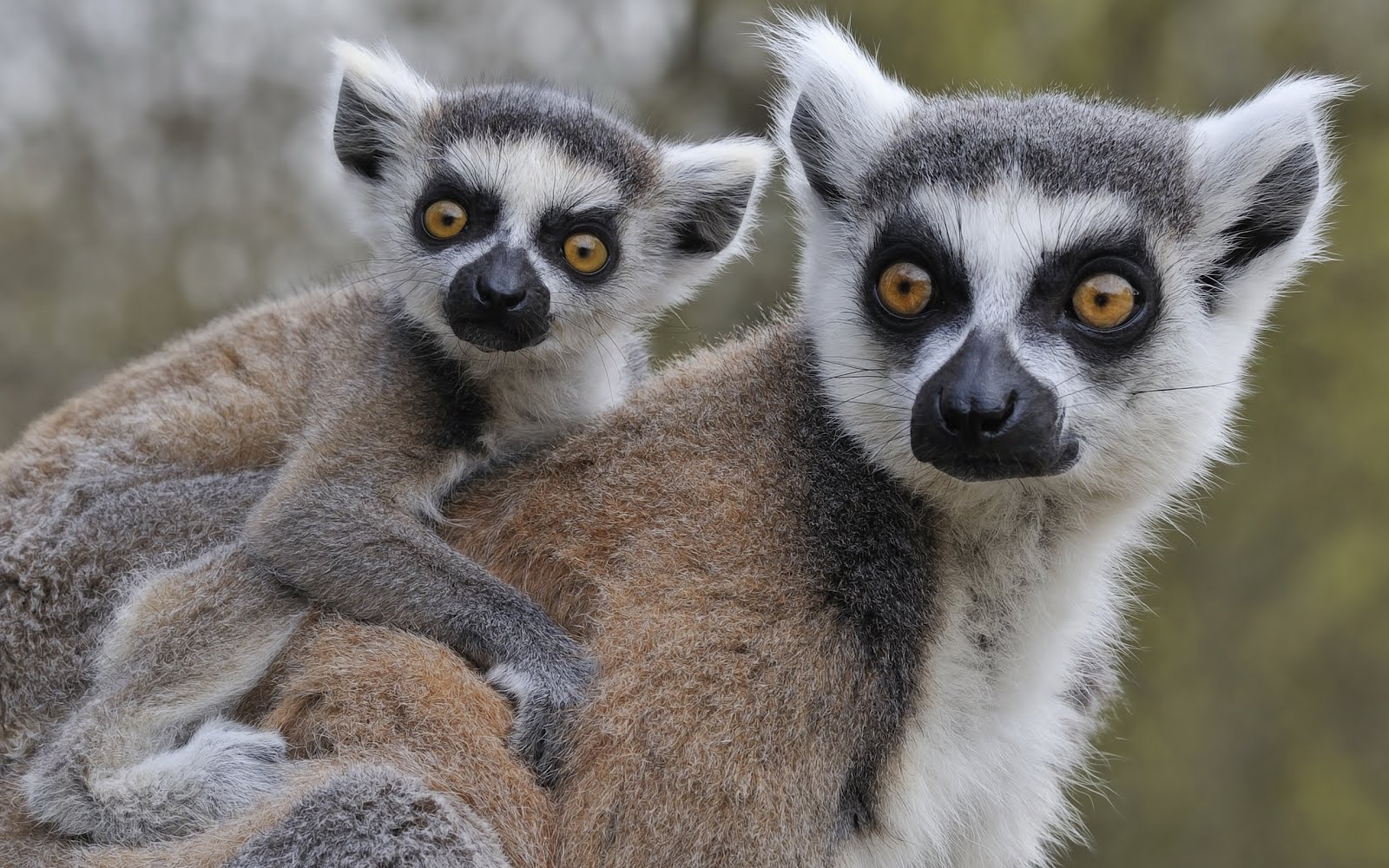 Lemurs