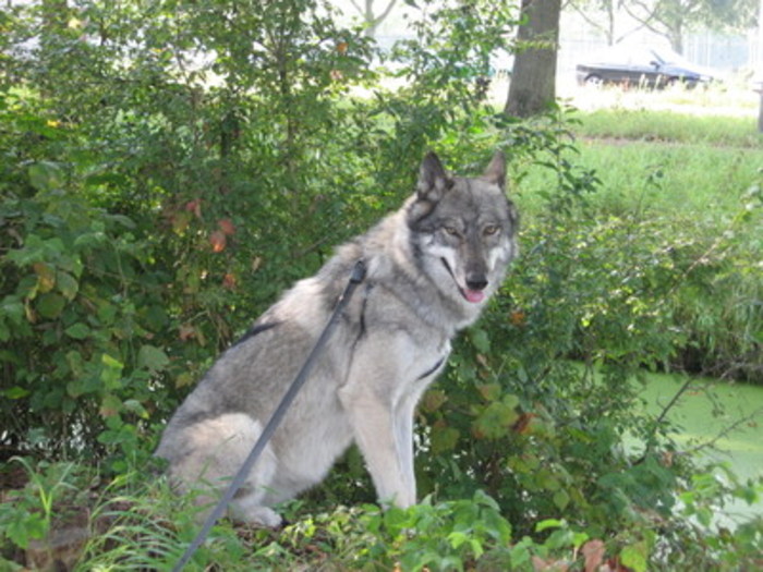 Saarlooswolfhond