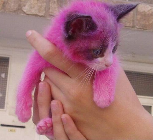 Kitty cat pictures
