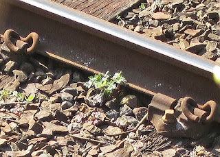 Zooming in on picture to see one of the plants growing against the rails.