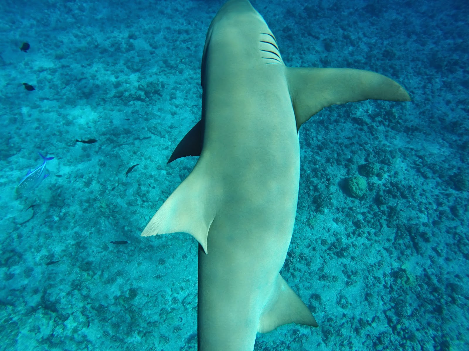 boncoup.fr site de rencontre