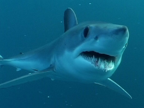 Isurus Paucus