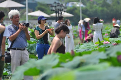 Hà Nội mùa sen đẹp níu chân người