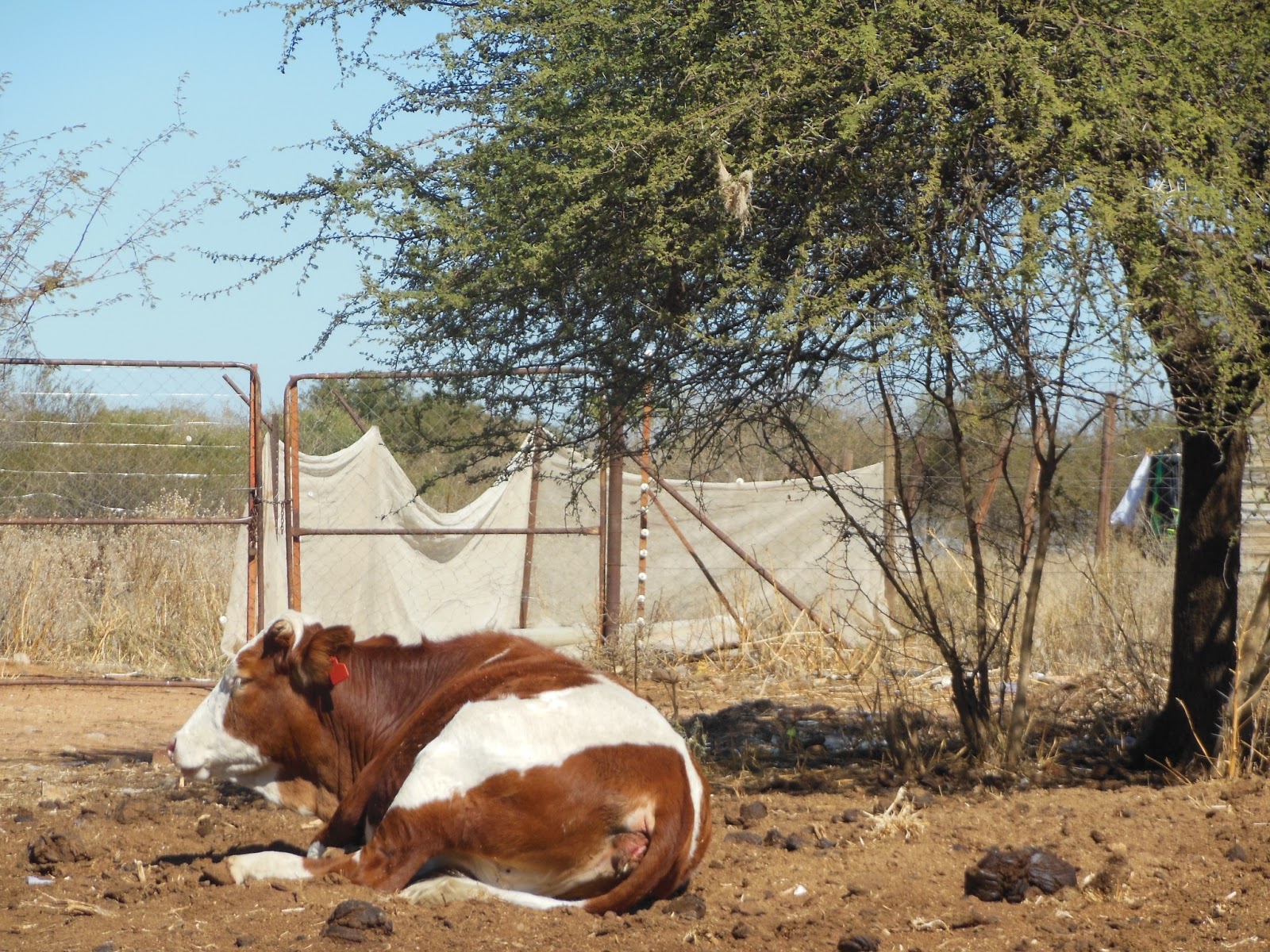 Beautiful Botswana Cattle of Botswana