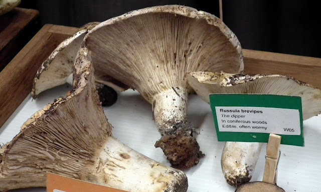 Russula Brevipes aka The Dipper - edible mushrooms