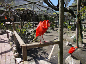 Ibis's in the "Walk-In" Aviary.