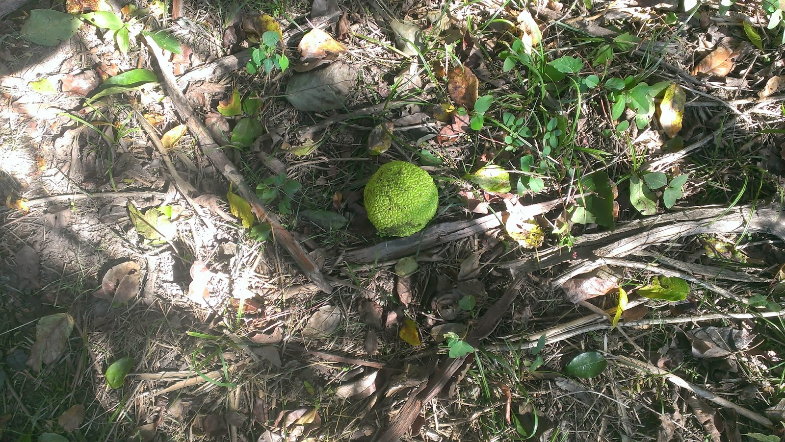 are hedge apples edible
