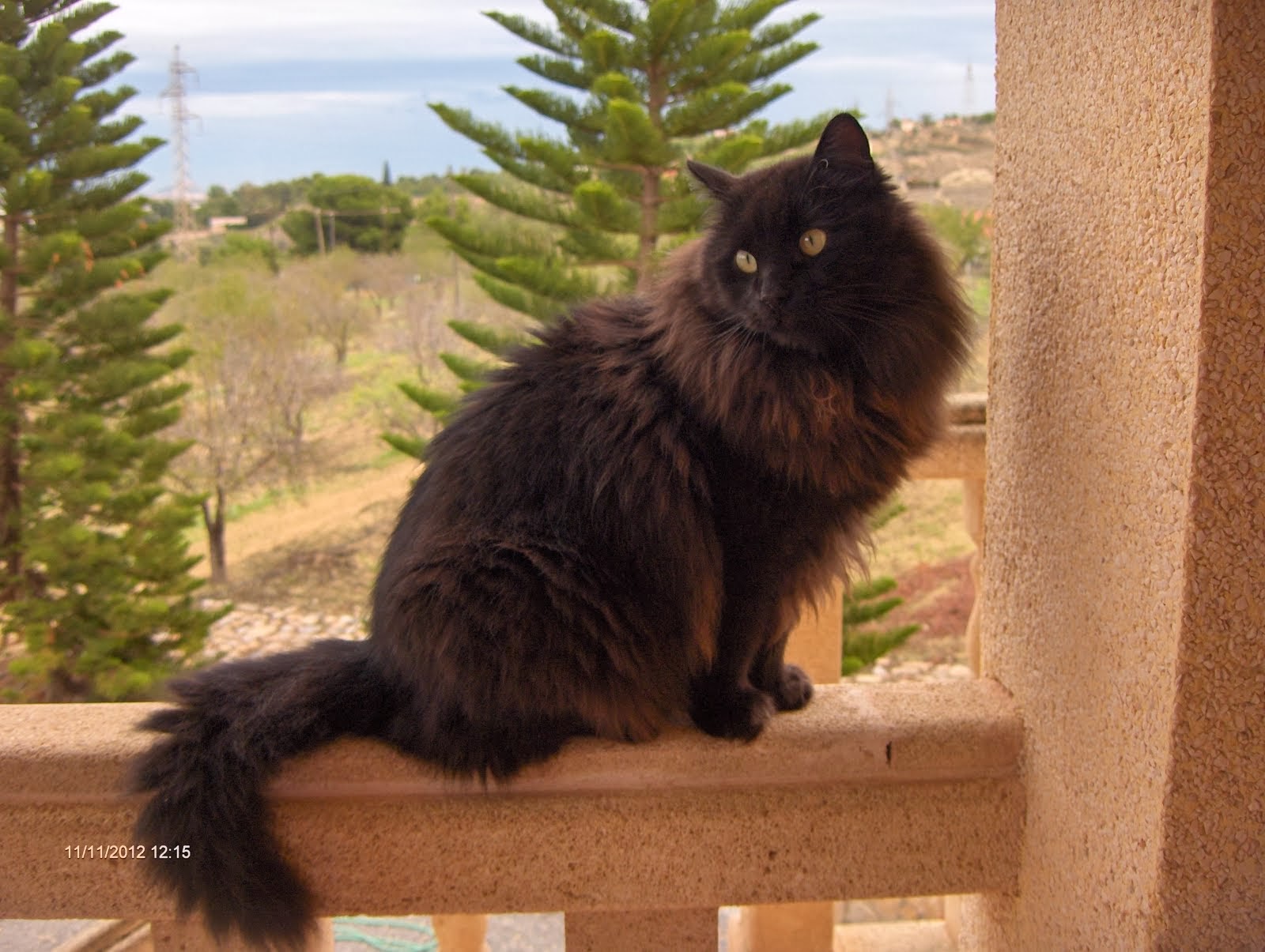 En realidad la casa es del gato, nosotros sólo pagamos la hipoteca.