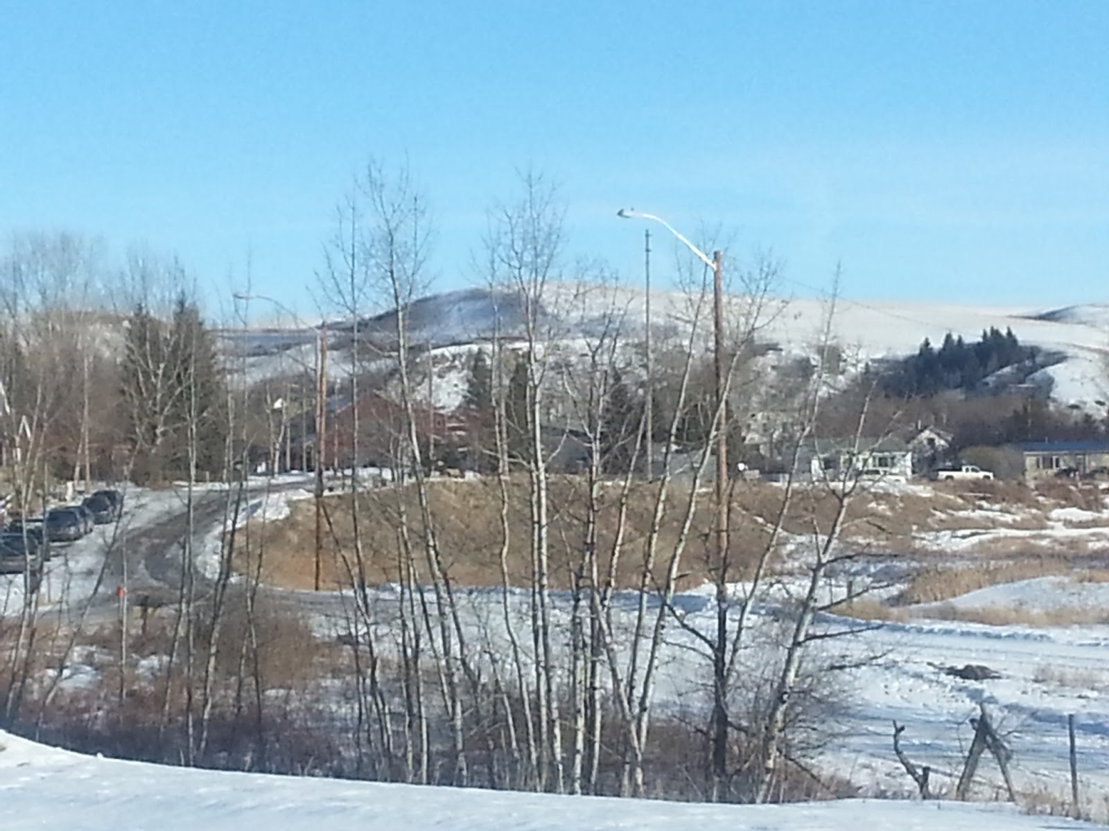 Pat's Ramblings A Little Alberta Rosebud
